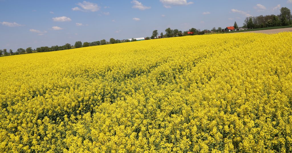 Zwiększanie plonowania rzepaku